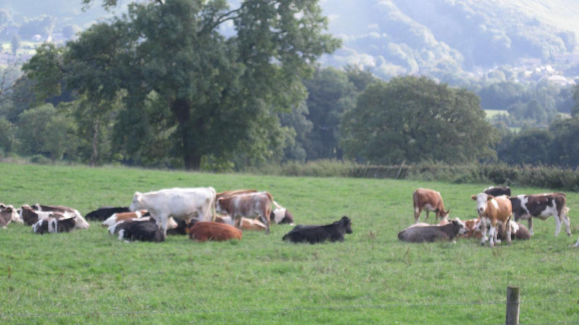 Riding House Farm Cottages Castleton  Exteriér fotografie